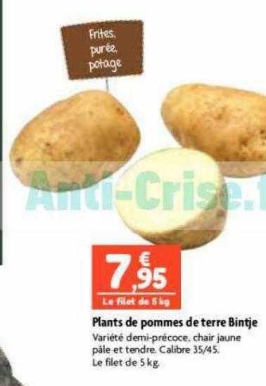 plants de pommes de terre bintje