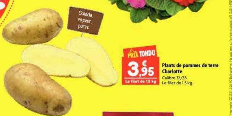 plants de pommes de terre charlotte