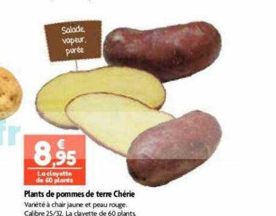 plants de pommes de terre chérie