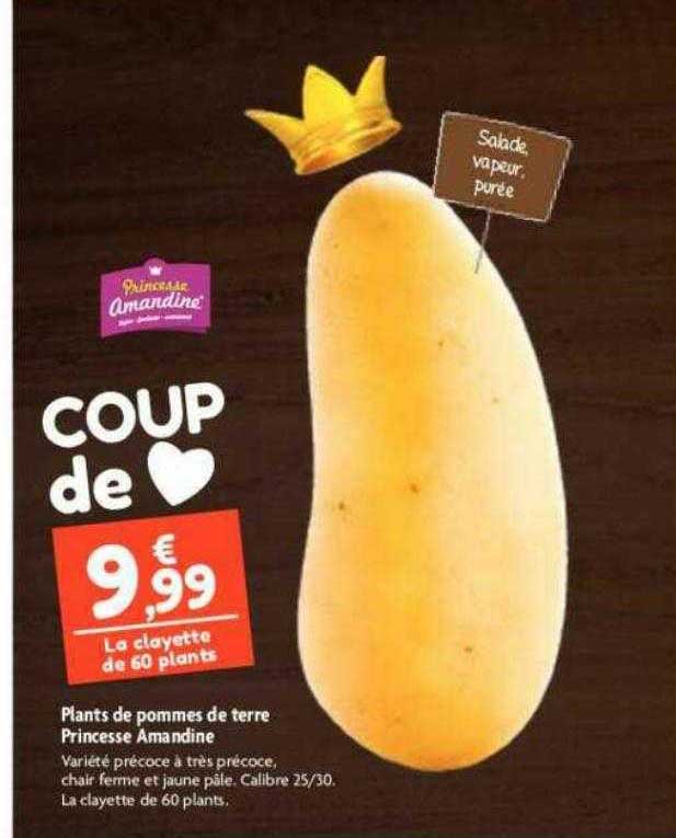 plants de pommes de terre princesse amandine