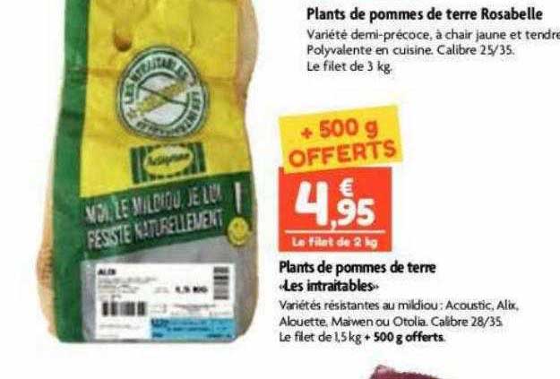 plants de pommes de terre rosabelle plants de pommes de terre «les intraitables»