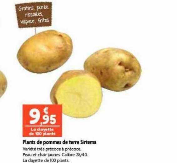 plants de pommes de terre sirtema