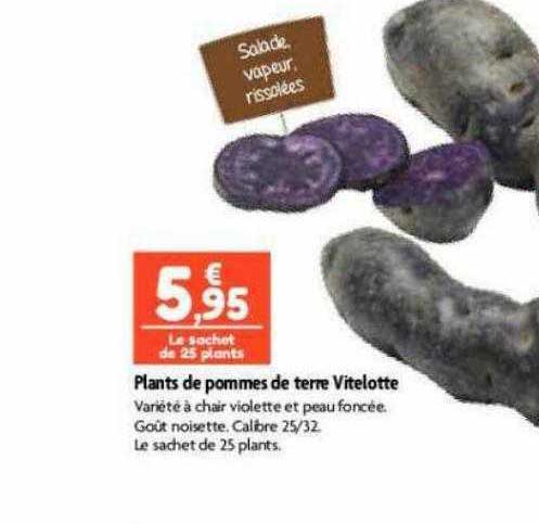 plants de pommes de terre vitelotte