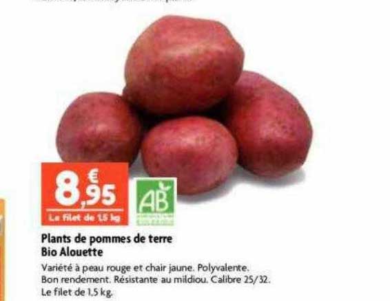 plnats de pommes de terre bio alouette