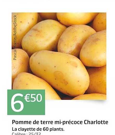 pomme de terre mi-précoce charlotte