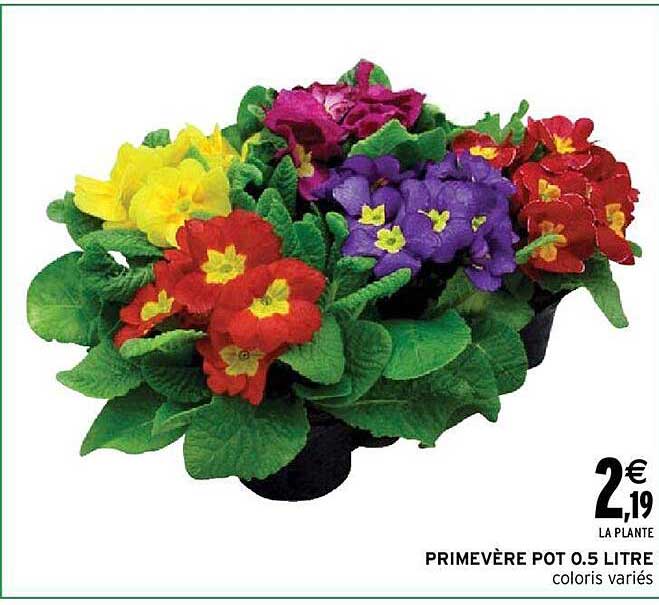 primevère pot 0.5 litre