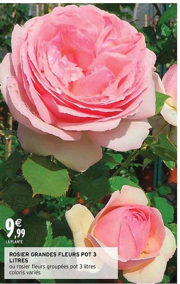 rosier grandes fleurs pot 3 litres