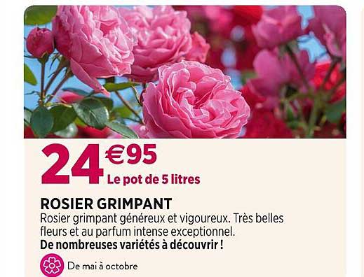 rosier grimpant