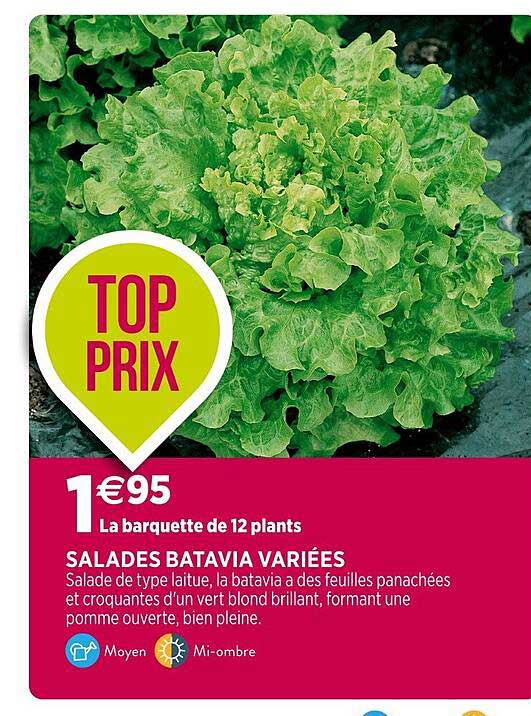 salades batavia variées