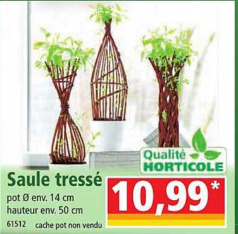 saule tressé