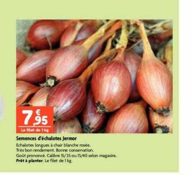 semences d'échalotes jermor