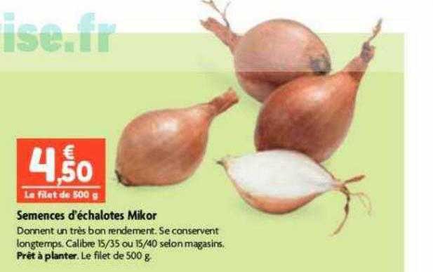 semences d'échalotes mikor