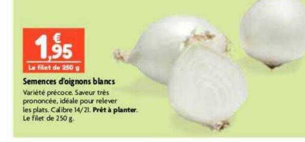 semences d'oignons blancs