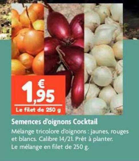 semences d'oignons cocktail