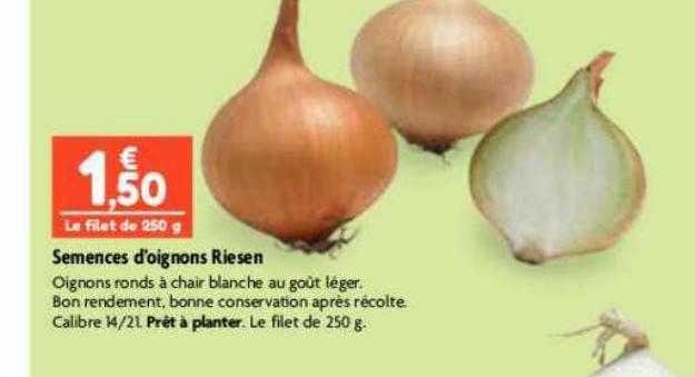 semences d'oignons riesen