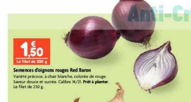 semences d'oignons rouges red baron