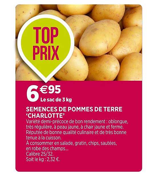 semences de pommes de terre 'charlotte'