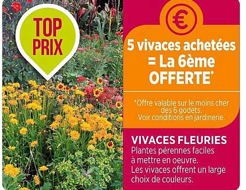 vivaces fleuries