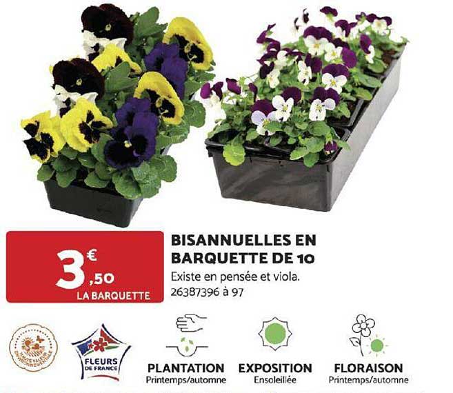 Bisannuelles En Barquette De 10