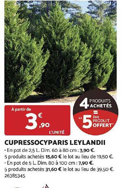 cupressocyparis  leylandii