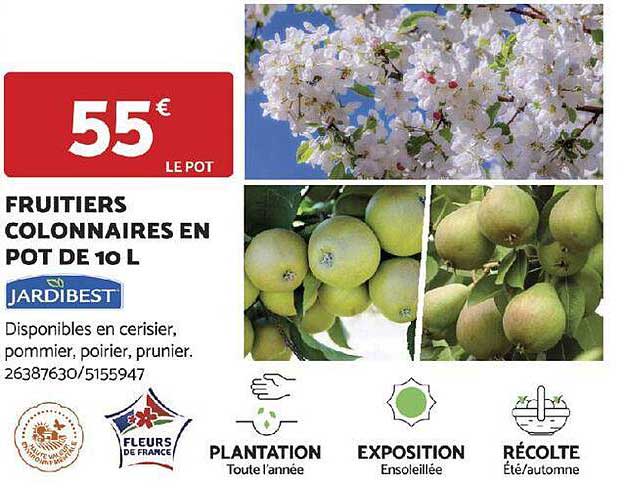 fruitiers colonnaires en pot de 10 l jardibest