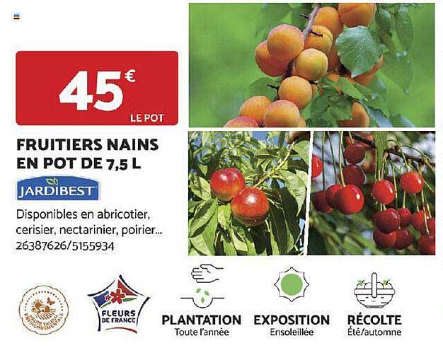 fruitiers nains en pot de 7,5 l jardibest