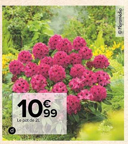 Le Pot De 2 L Floramédia