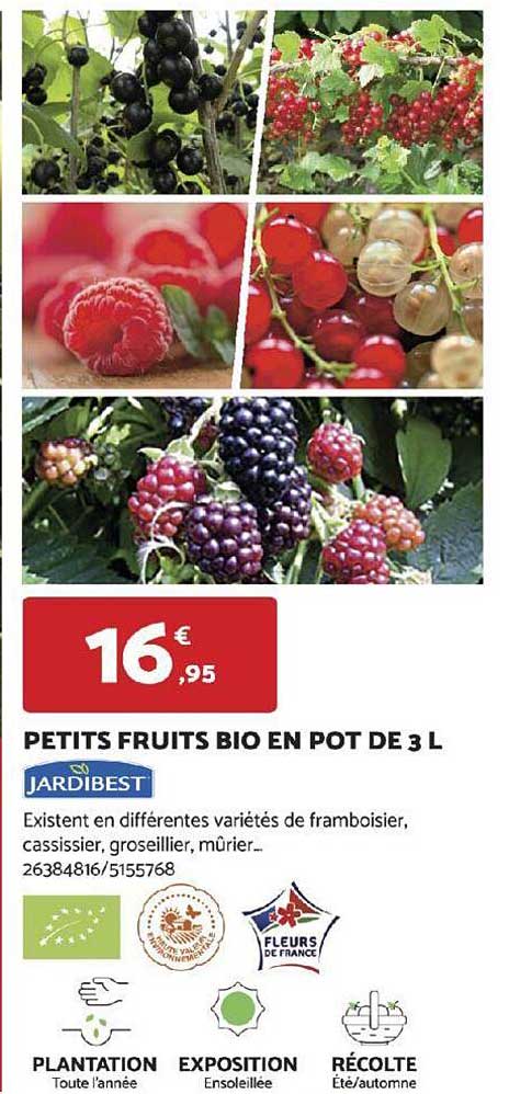 petits fruits bio en pot de 3l jardibest