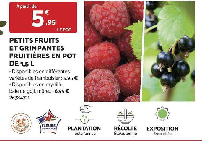 petits fruits et grimpantes fruitières en pot de 1,5 l