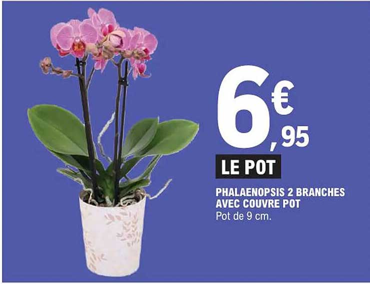 phalaenopsis 2 branches avec couvre pot