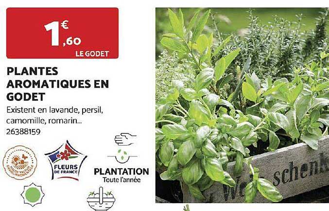 plantes aromatiques en godet