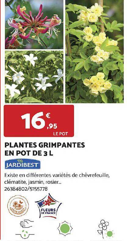 plantes grimpantes en pot de 3 l
