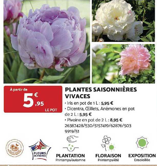 plantes saisonnières vivaces