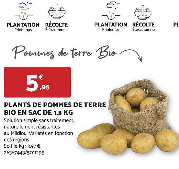 plants de pommes de terre bio en sac de 1,5 kg