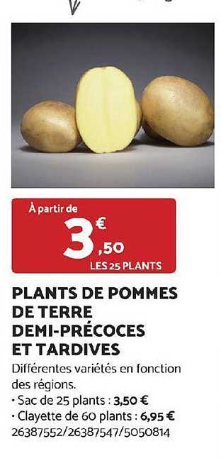 plants de pommes de terre demi-précoces et tardives