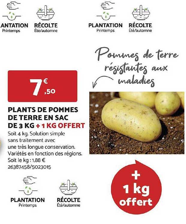 plants de pommes de terre en sac de 3 kg + 1 kg offert
