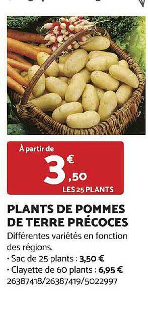 plants de pommes de terre précoces