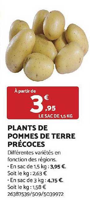 plants de pommes de terre précoces