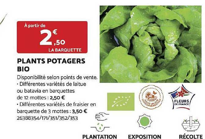plants potagers bio