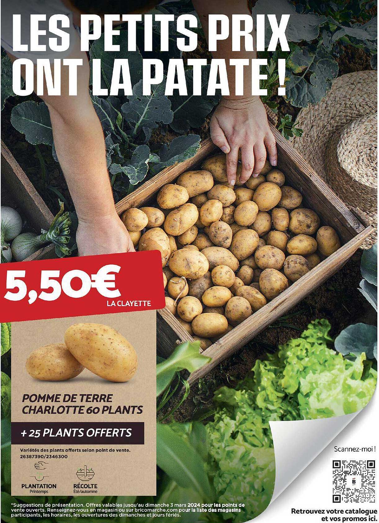 pomme de terre  charlotte 60 plants