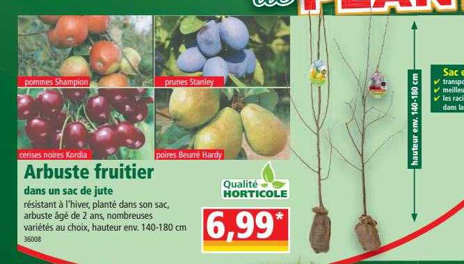 arbuste fruitier dans un sac de jute