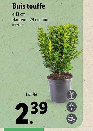 buis touffe