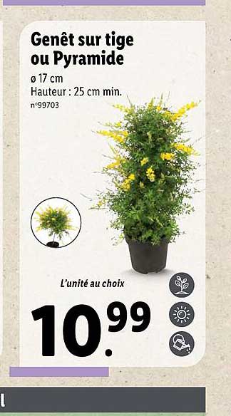 genêt sur tige ou pyramide