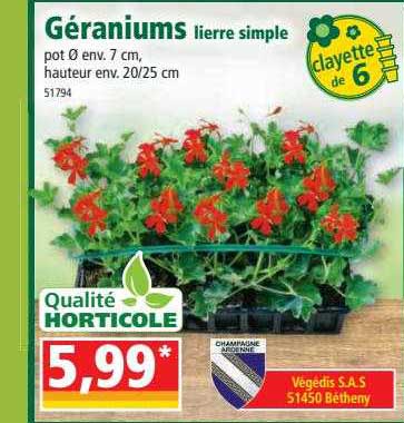 géranium lierre simple