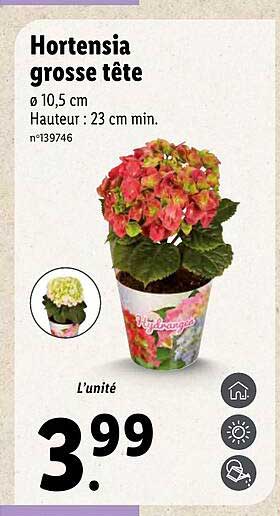 hortensia grosse tête