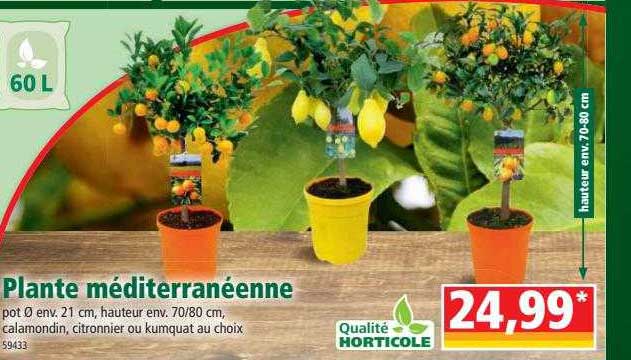 Plante Méditerranéenne