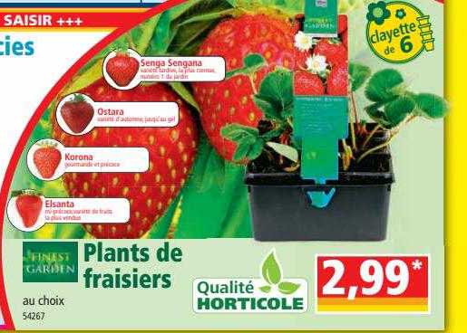 plants de fraisiers finest garden