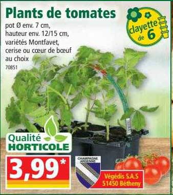 plants de tomates