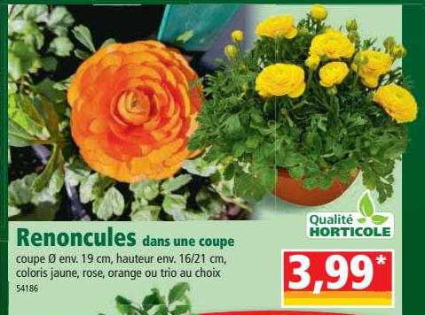renoncules dans une coupe