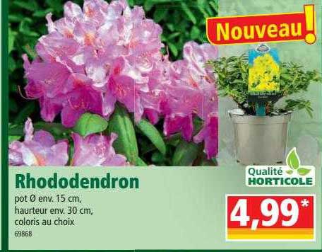 Rhododendron
